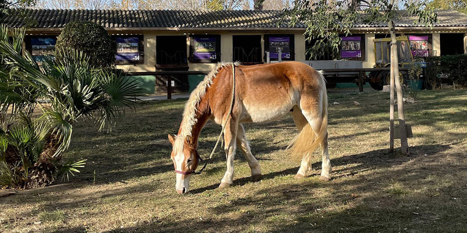 Animateur Équitation (AE)
